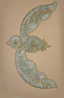 pajaro.jpg (10575 bytes)